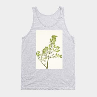 American mistletoe - Botanical Illustration Tank Top